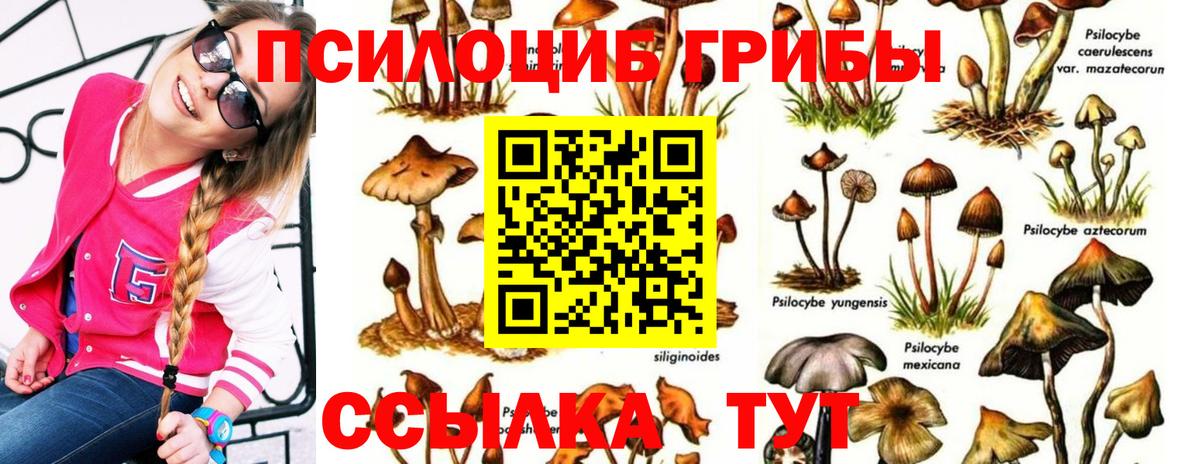 Псилоцибиновые грибы Cubensis Ликино-Дулёво